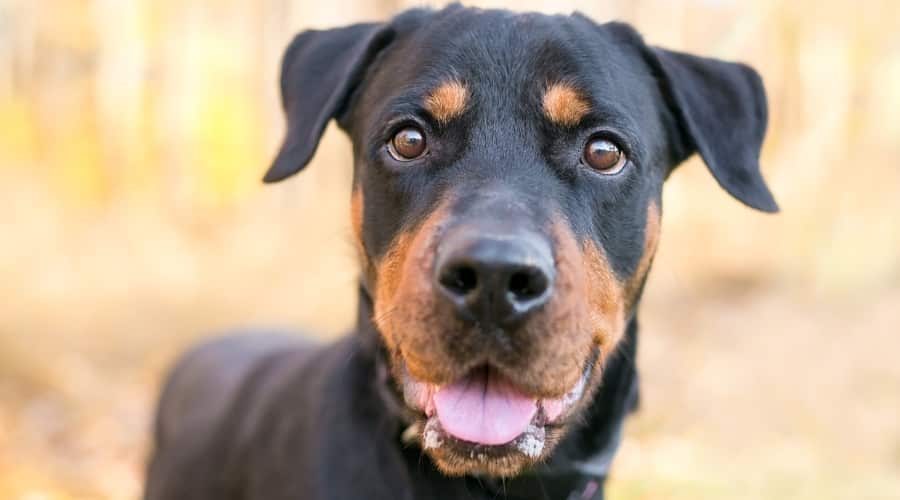 Black and Tan Rottweiler Lab mix