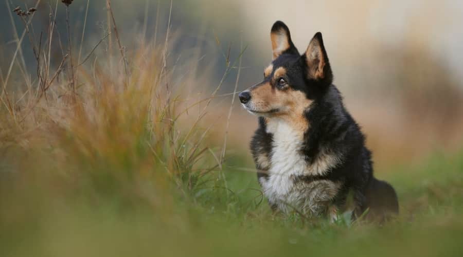 Black and Tan Pembroke