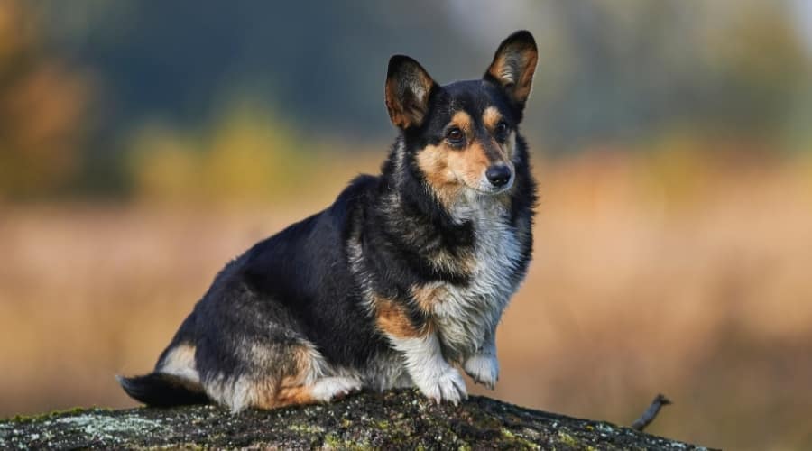 Black and Tan Pembroke Welsh Corgi