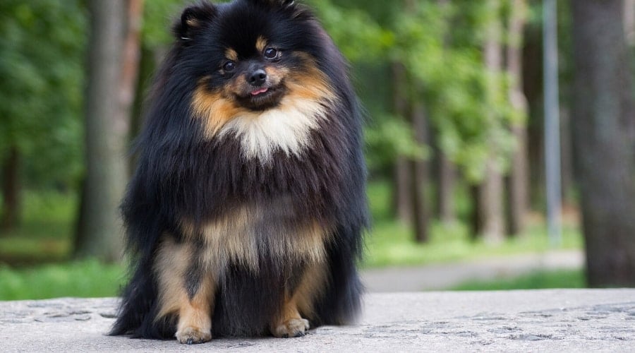 Black and Tan Pomeranian