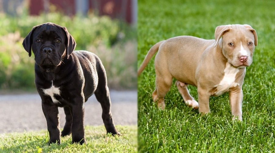 Black and Tan Puppies Standing in Grass