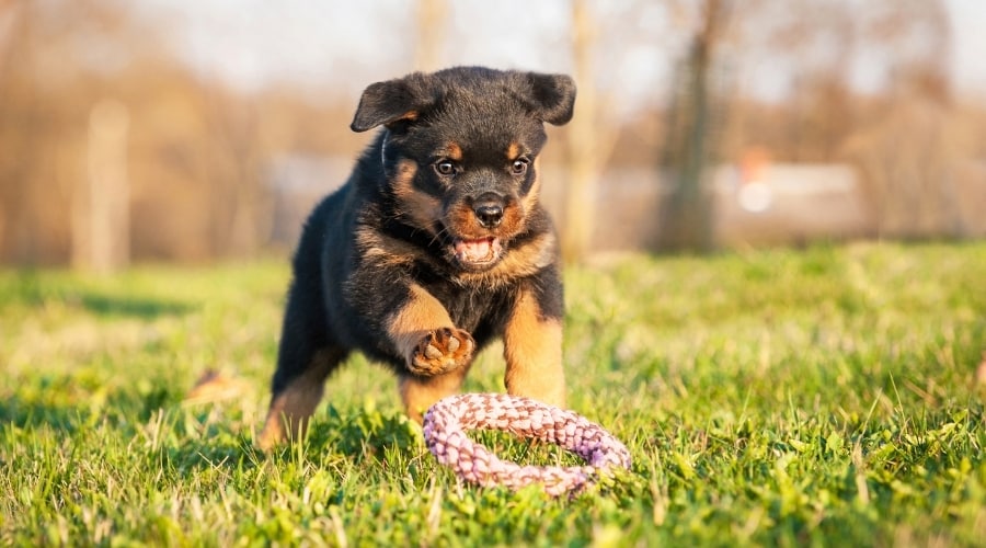 Black and Tan Puppy Chasing Toy