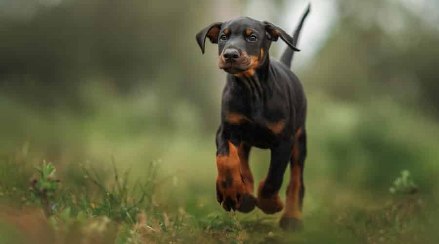 Puppy running outside.