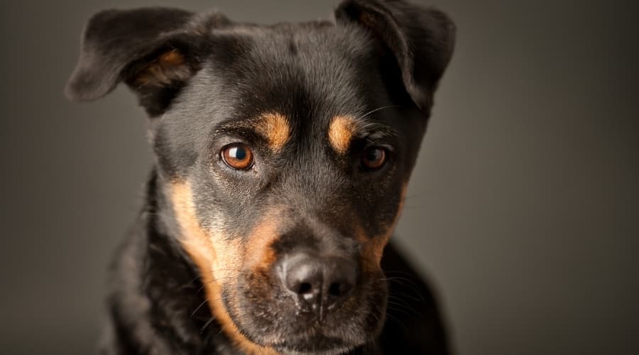 Black and Tan Rottador
