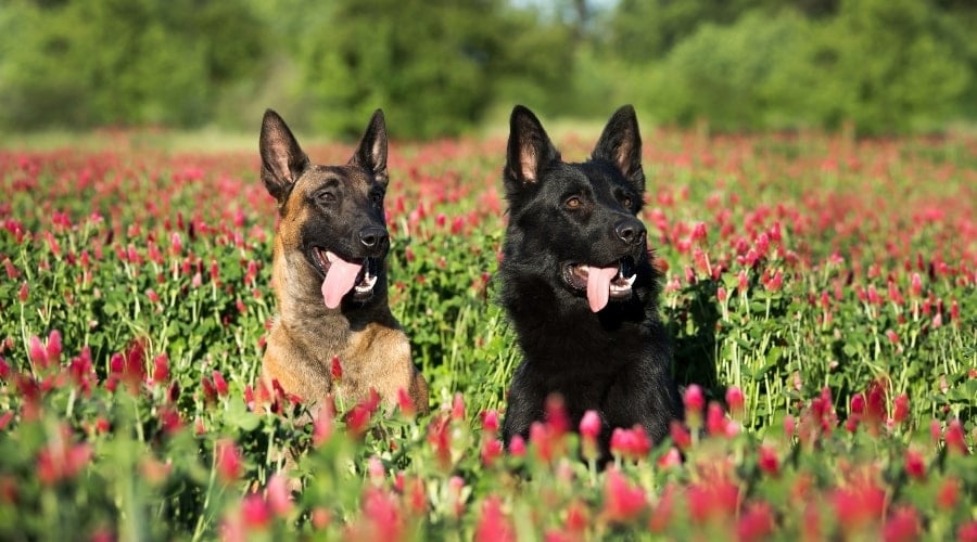 Black and Tan Shepherd Dogs in Field