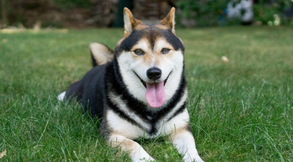 Black and Tan Shiba Inu laying in the grass