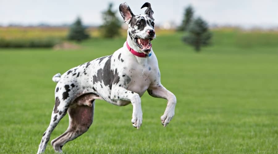 Black and White Dane Exercising