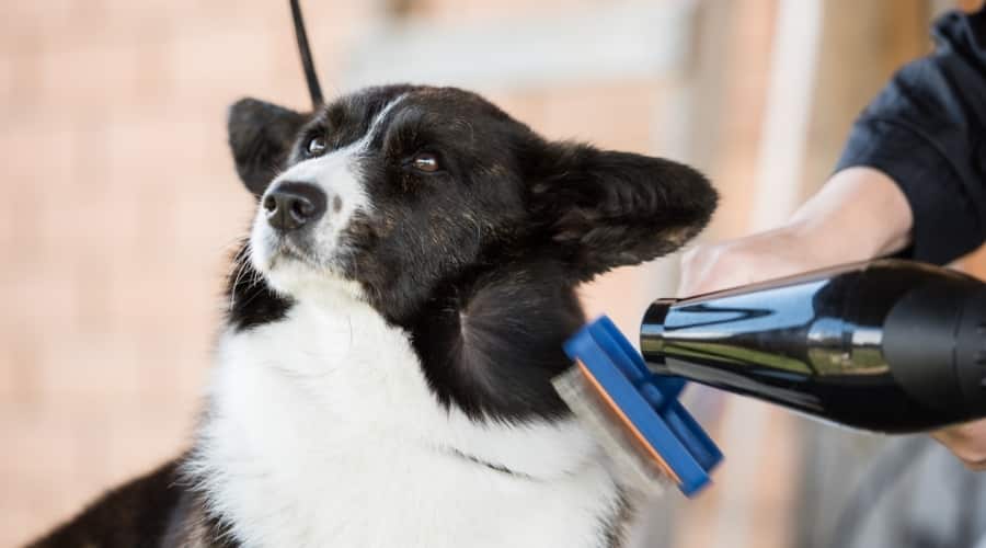 Black and White Dog Being Groomed
