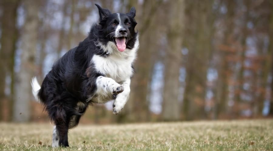 Black and White Dog Exercising