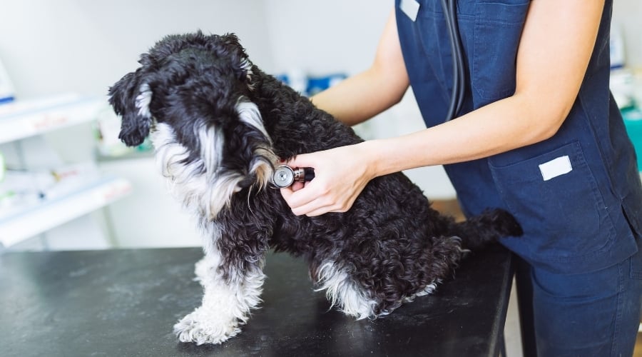 Black and White Dog Getting Checked by a Vet
