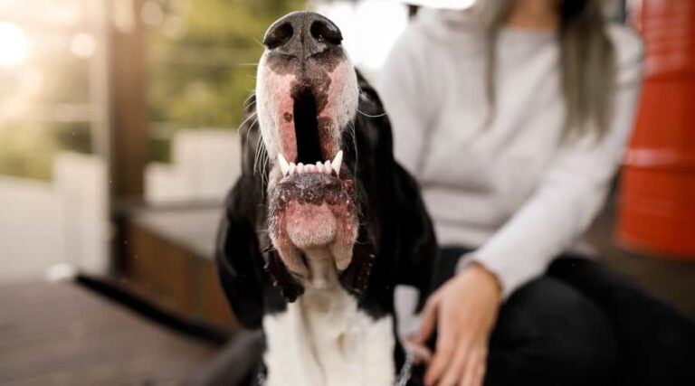 Why Do Dogs Howl? 10 Weird Reasons You Won’t Believe - Why Do Dogs Howl When They'Re Under Stress