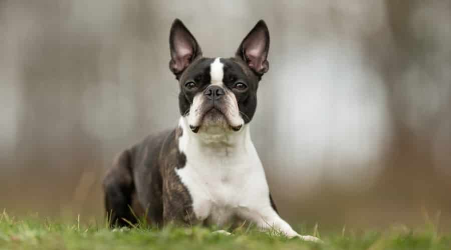 Black and White Dog Laying on Ground