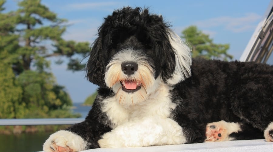 Black and White Dog Laying on a Boat