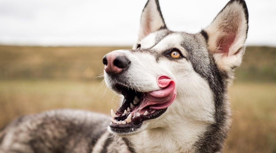 Black and white dog licking lips.