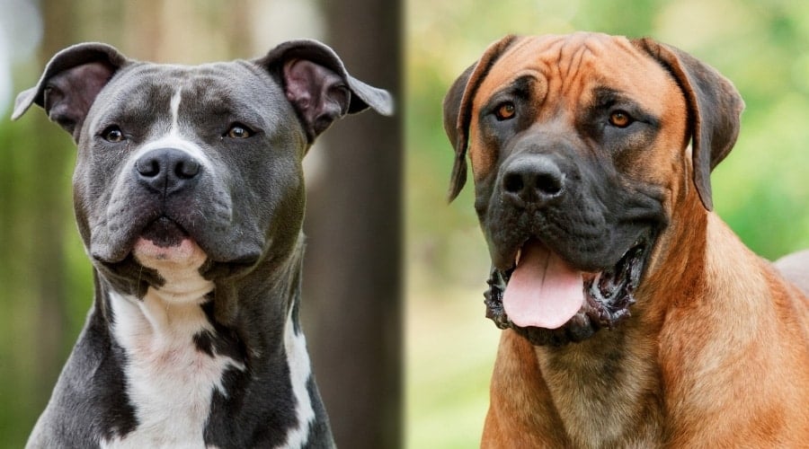 Black and White Dog Next to Large Tan Dog
