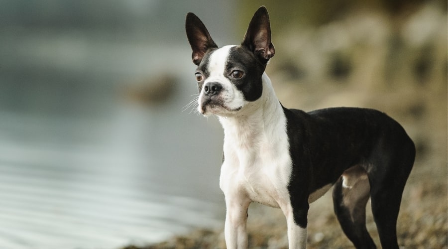 Black and White Dog Outdoors