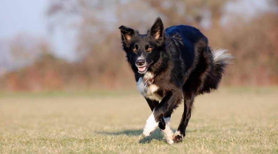 Black and White Dog Running Outdoors