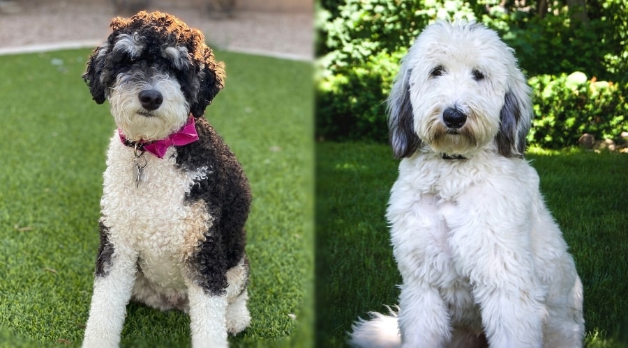 Black and White Dog Sitting and Gray and White Dog Sitting