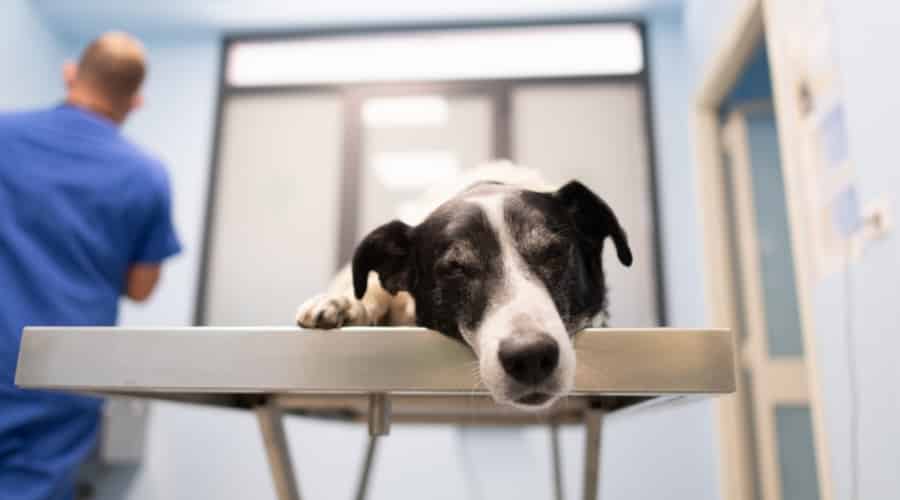 Black and White Dog Sleeping on Table in Vet Clinic