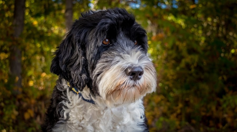 Black and White Dog Standing in Front of Trees