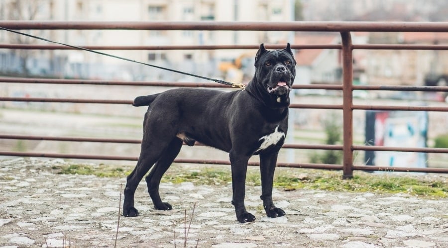 Black and White Dog Standing on a Bridge