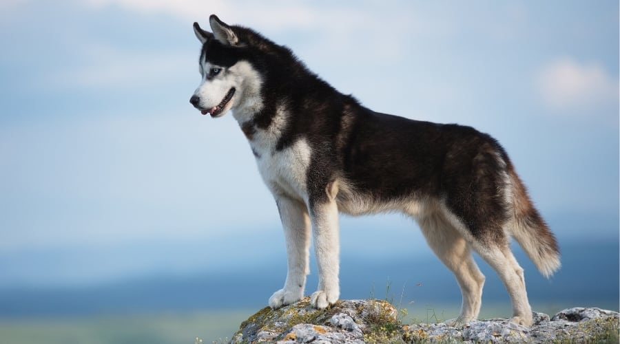 Black and White Dog Standing on a Rock