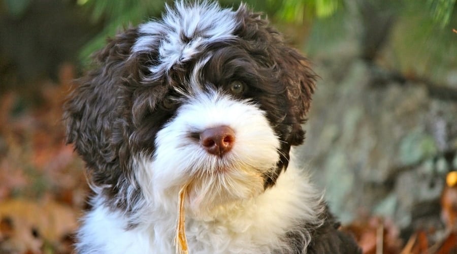 Black and White Dog With Leaf in Its Mouth