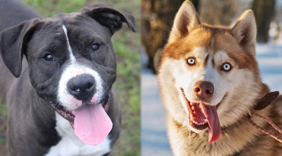 Black and White Dog and Brown and White Dog Looking Into Camera