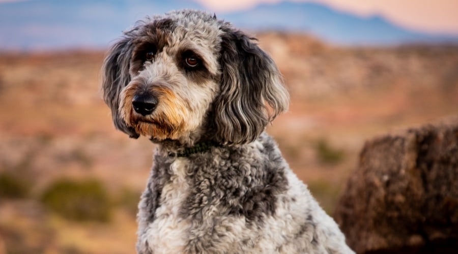 Black and White Dog in Canyon