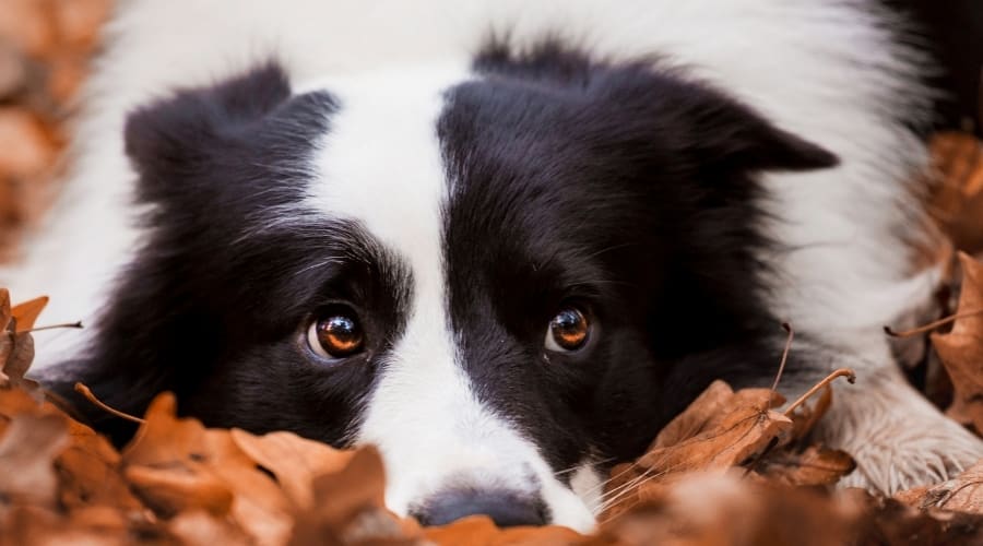 Black and White Dog in Leaves