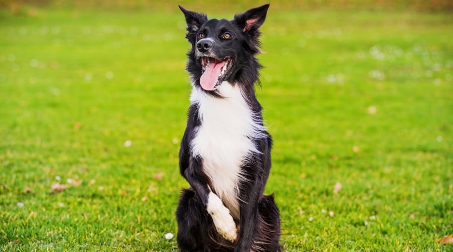 Black and White Dog in Training