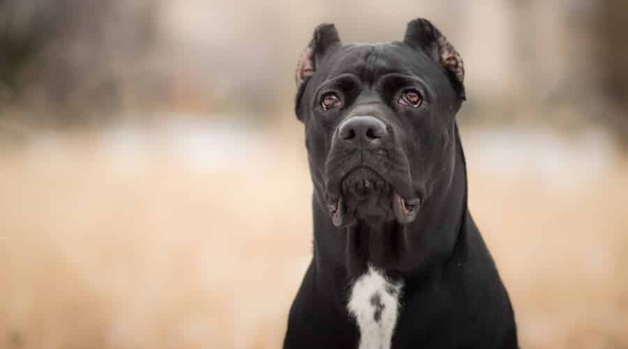 Black and White Dog with Ears Cropped