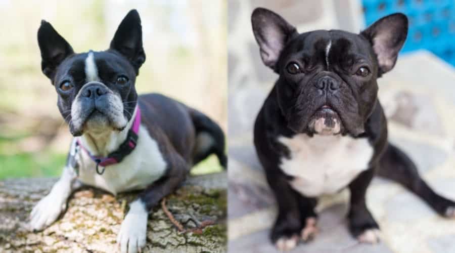 Black and White Dogs Looking up at Camera