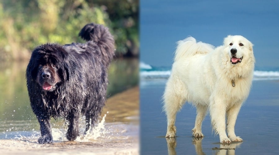 Black and White Dogs Outdoors in Water