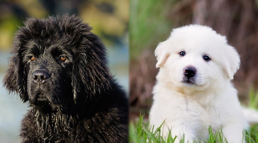 Black and White Fluffy Coated Puppy Dogs