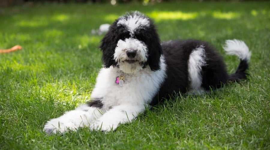 Black and White Fluffy Dog Outdoors