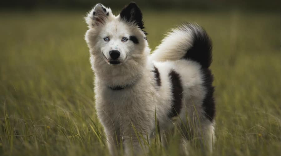 Black and White Fluffy Dog in Tall Grass Field