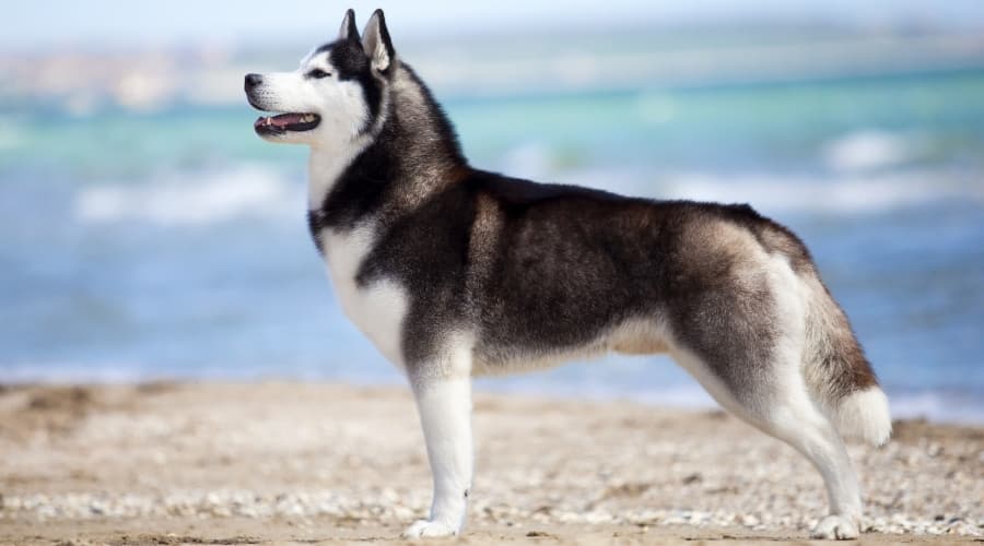 Black and White Fluffy Dog