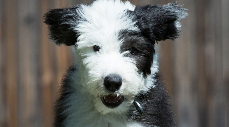 Black and White Fluffy Mixed Dog Running