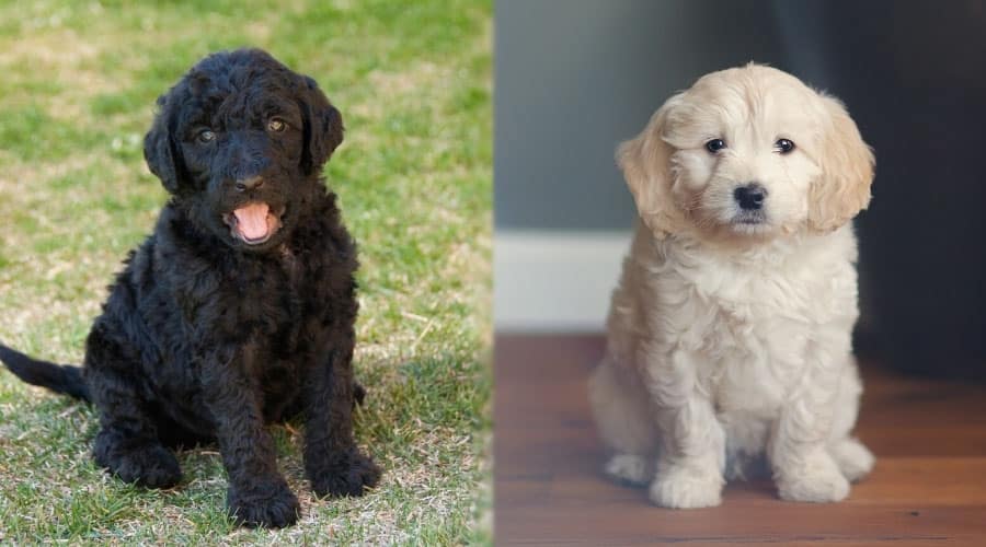 Black and White Fluffy Puppies