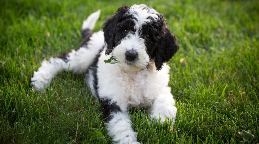 Black and White Puppy Dog