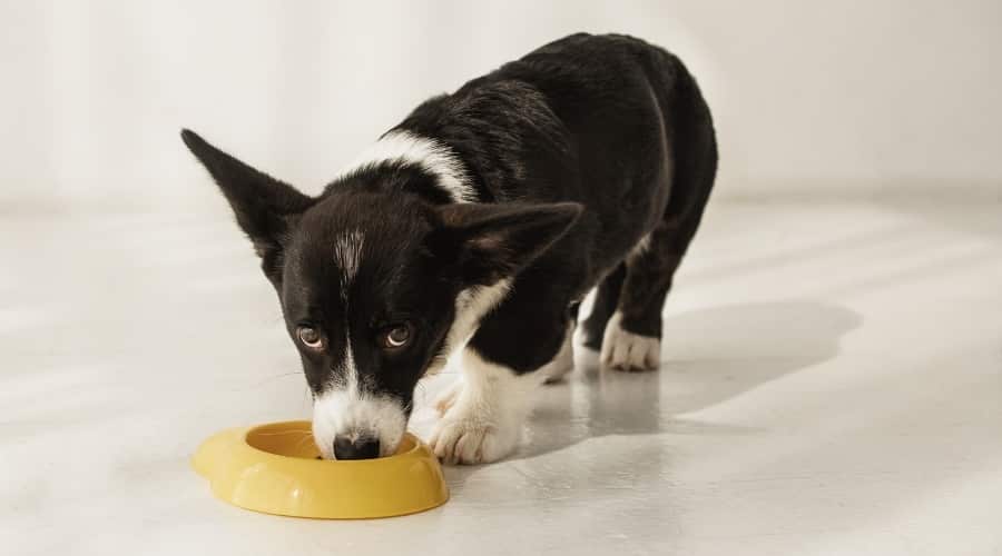 Black and White Puppy Eating from Yellow Dog Bowl