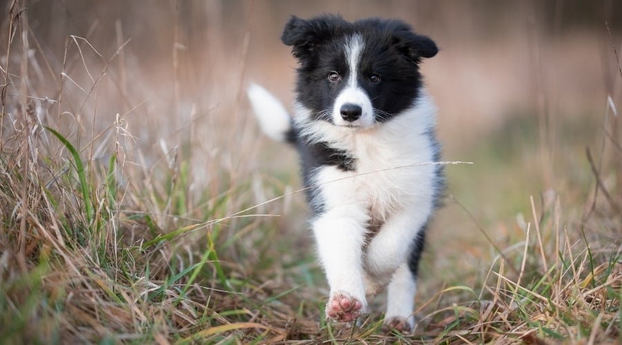 Black and White Puppy Running in Field
