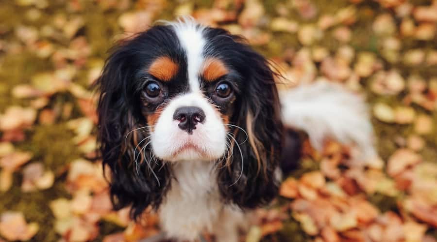 Black and White Rescue Dog