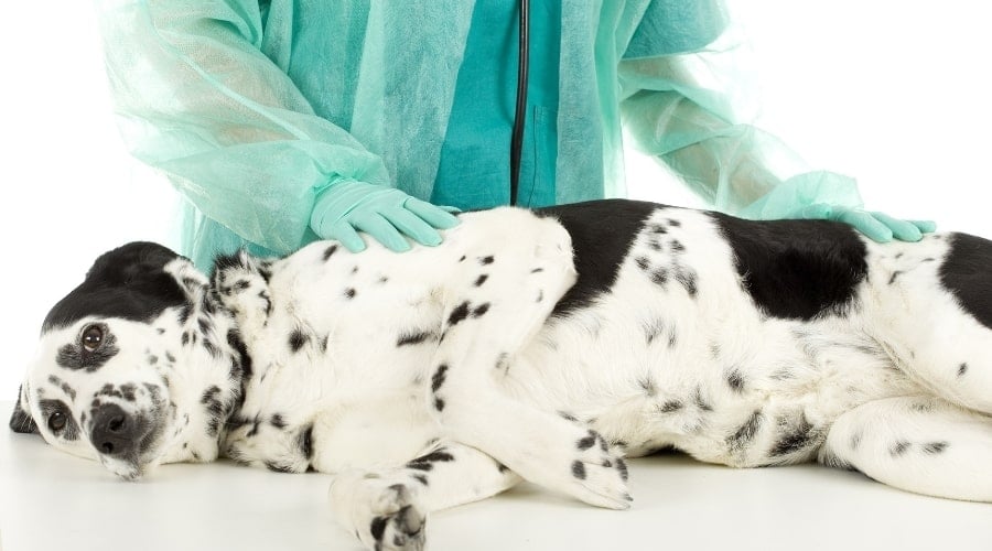 Black and White Spotted Dog Being Checked by Vet