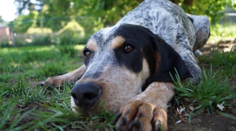 Black and White Spotted Dog Laying in Grass