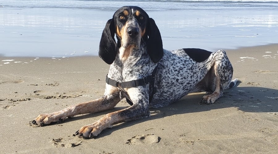 Black and White Spotted Dog Laying in Sand at the Beach