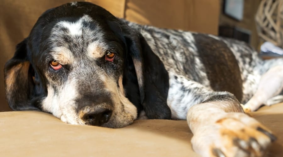 Black and White Spotted Dog Laying on a Couch