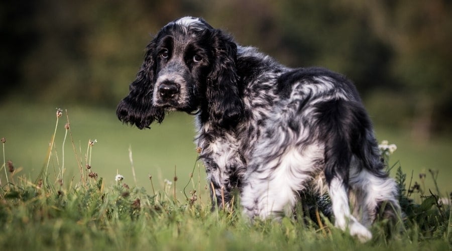 Black and White Spotted Dog Looking Around Back at Camera