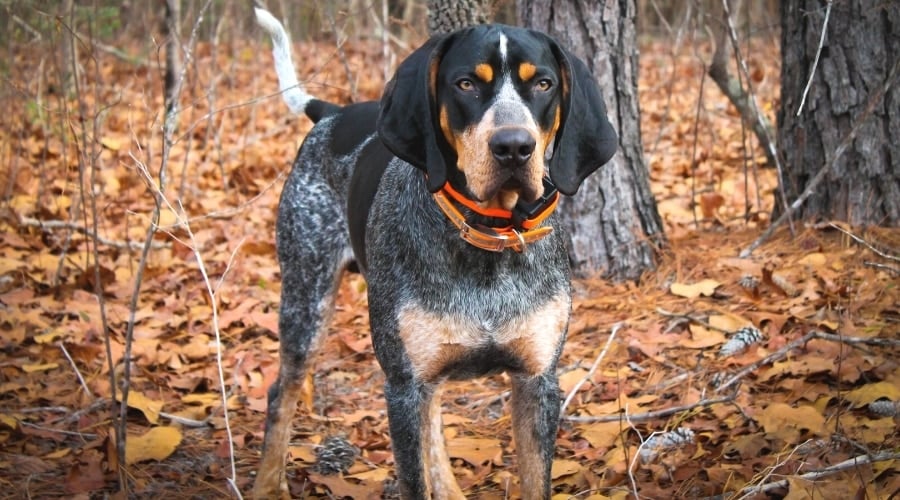 Black and White Spotted Dog Standing in the Forest